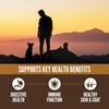 image:imageORIJEN Amazing Grains High Protein Dry Dog Food Original Recipe 4lb BagAmazing Grains Regional Red Recipe
